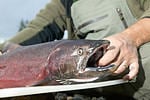 Trout and salmon