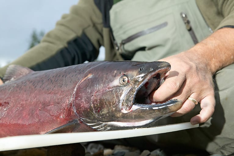 Salmon