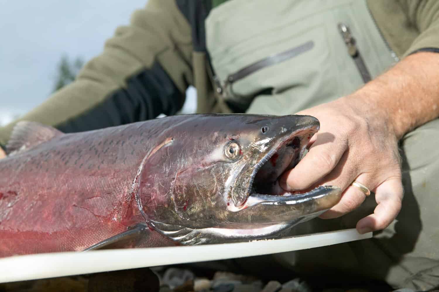 Close up of a fisherman in waders holding a king salmon caught in an Alaskan stream.