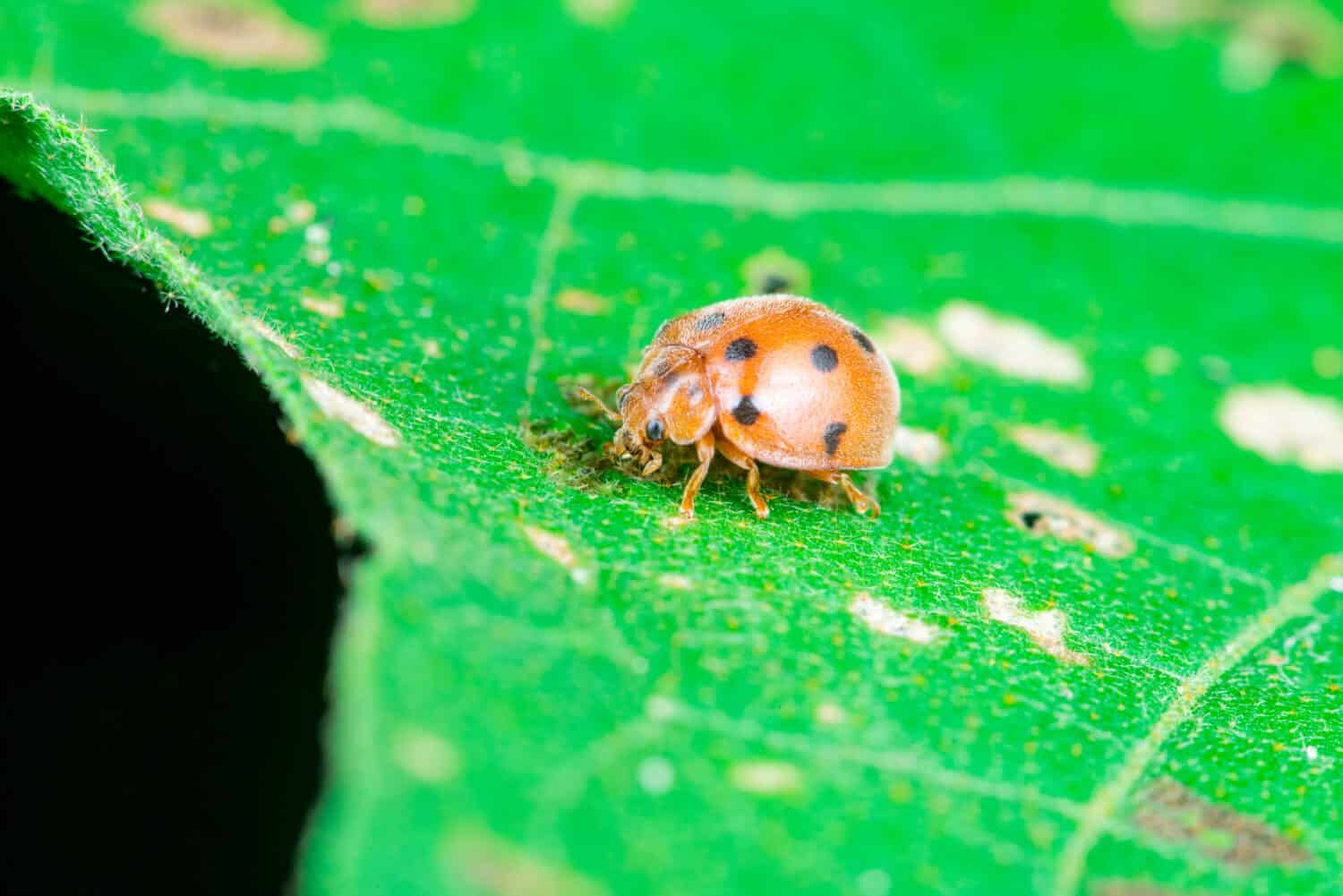 An adult male tiny orange Mexican bean lady beetle, lady bug, lady bird (Arthropoda: Insecta: Coleoptera: Coccinellidae: Epilachninae: Epilachna varivestis) with black dot crawling on a big green leaf