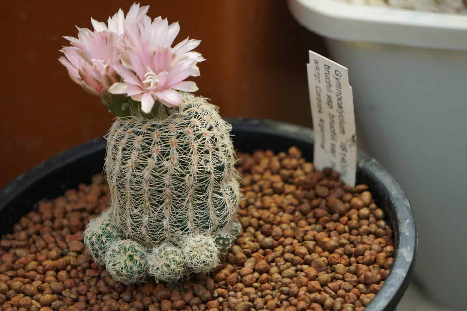Cactus "Gymnocalycium Bruchii  var. nivium" with pink flower