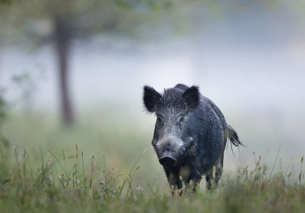 Wild boar (sus scrofa ferus) walking in forest on foggy morning and looking at camera. Wildlife in natural habitat