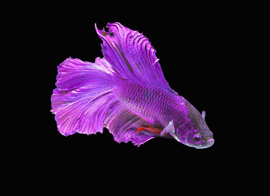 Purple Half moon Betta fish or Siamese Fighting fish.