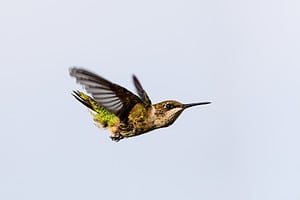 15 Ways to Attract Hummingbirds to Your Yard Picture