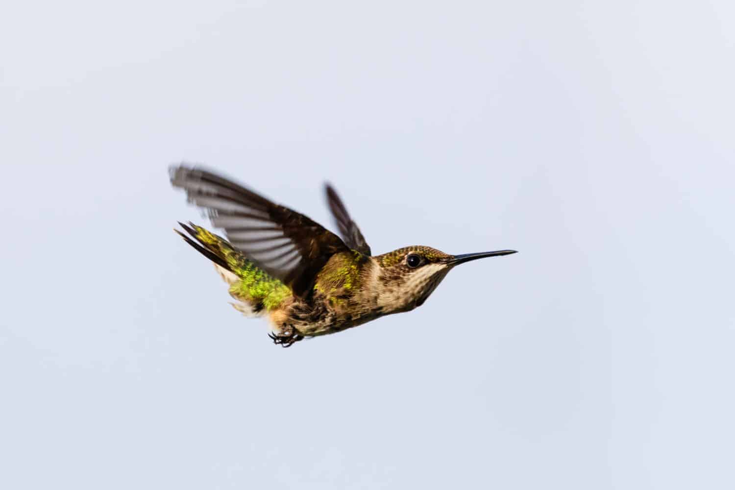 Image of tooth-billed hummingbird