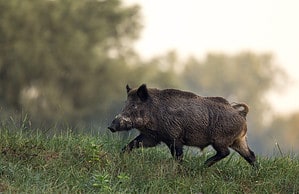 Family Finds Wild Pig Swimming 2 Miles Away From the Coast… Yes, a Pig! Picture