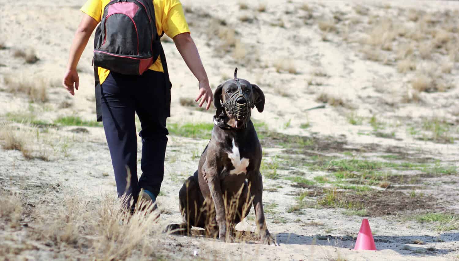 When Your Great Dane is Aggressive: What to Do and How to Fix It - A-Z ...