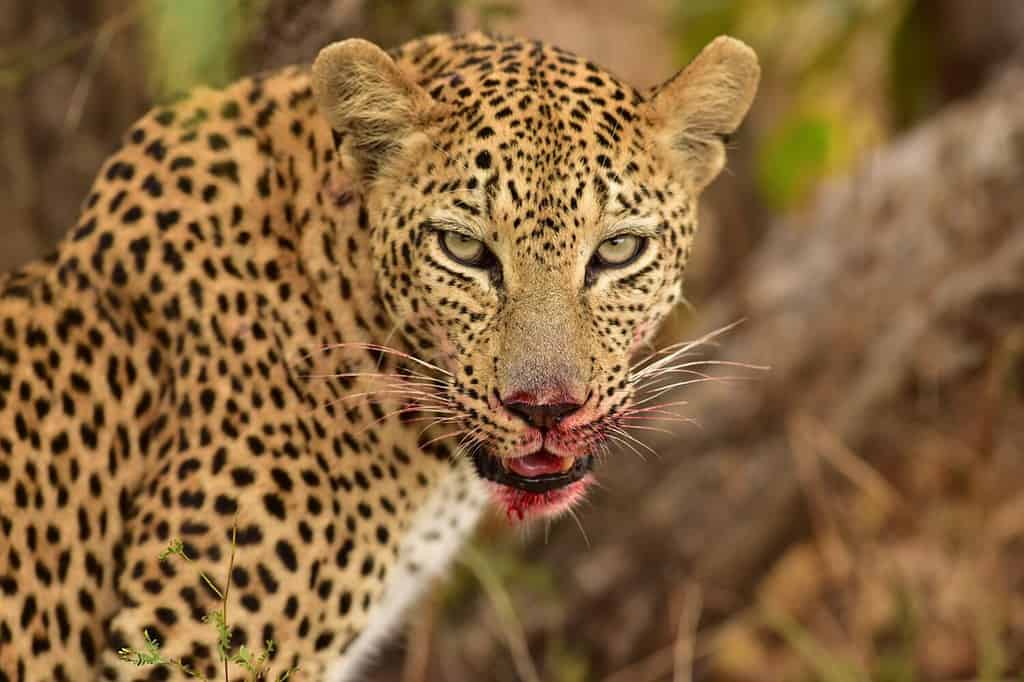 Leopard eating his kill