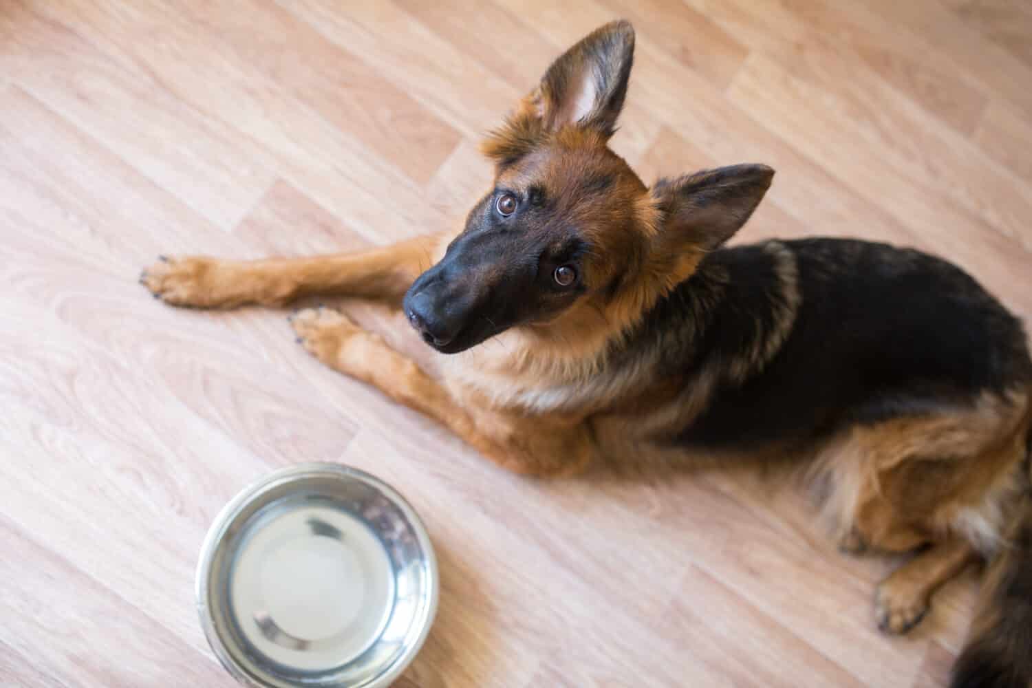 Young German shepherd looking up beside empty food bowl.