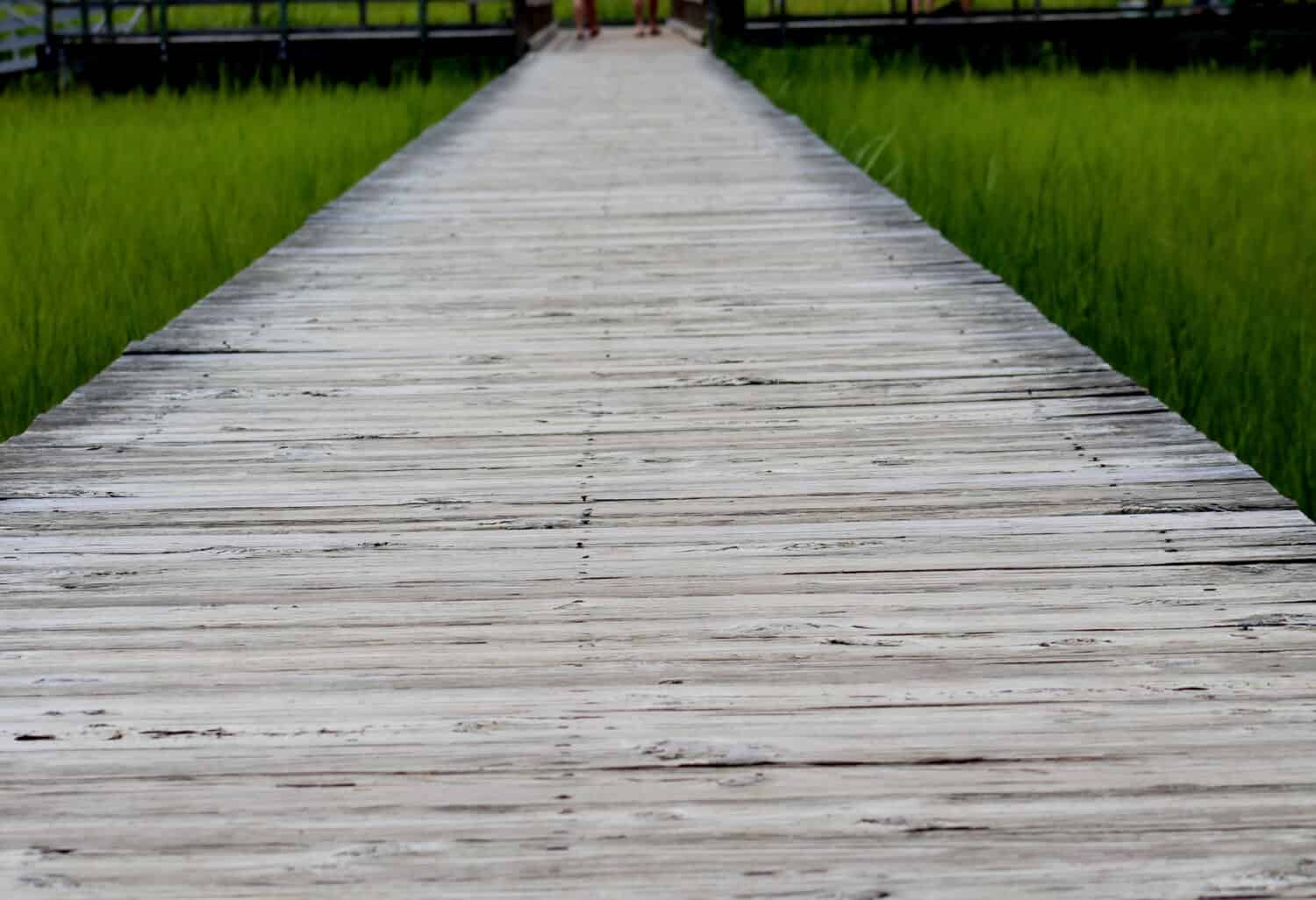 Boardwalk at James Island County Park, SC