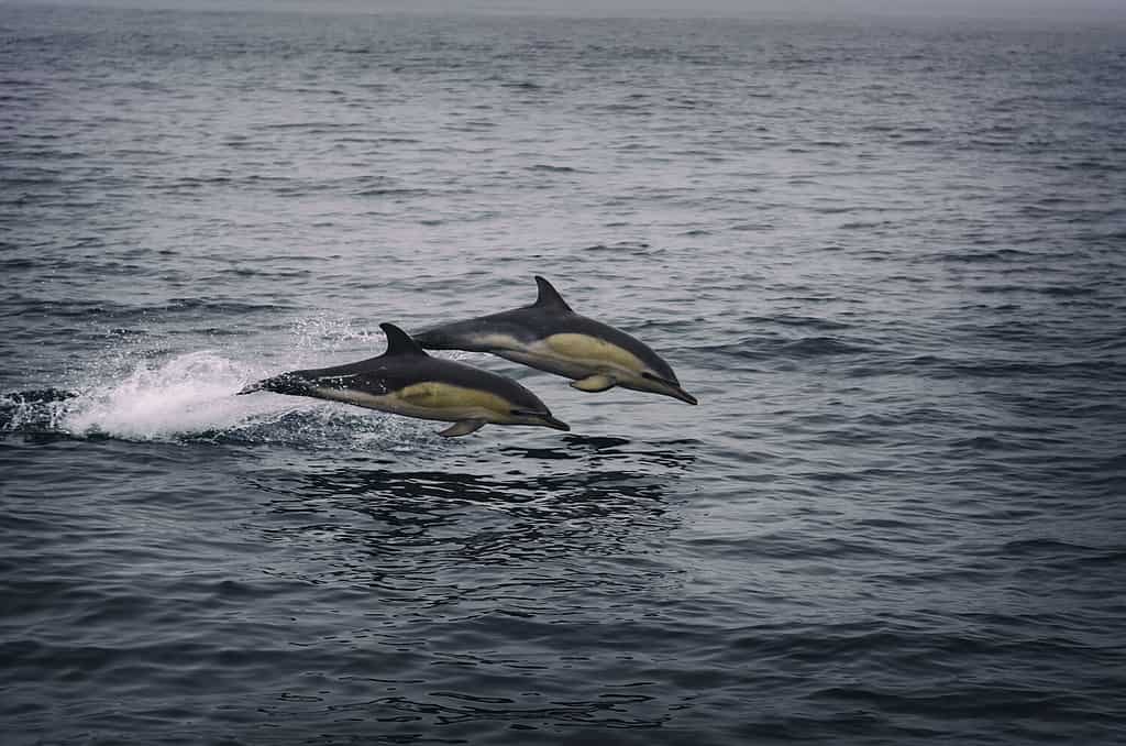 Atlantic white sided dolphins off the west coast of Ireland.
