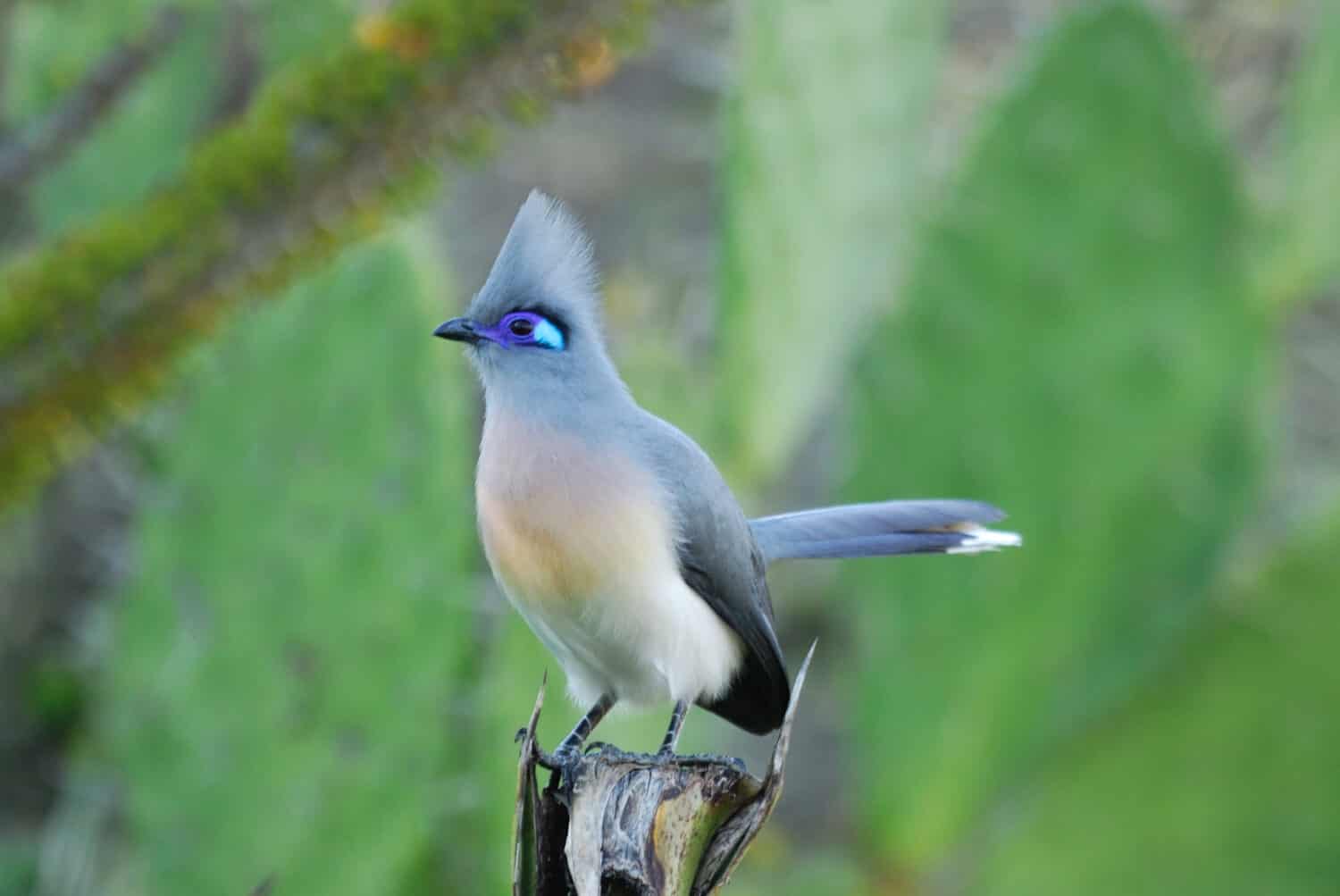 Crested Coua (Coua cristata) in the Berenty Nature Reserve, southern Madagascar