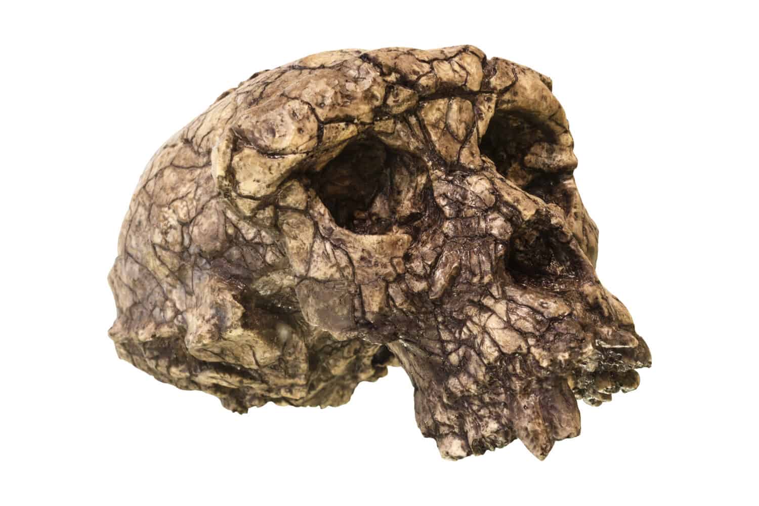A reconstruction of Sahelanthropus, one of the oldest known human fossils, dating back over seven million years