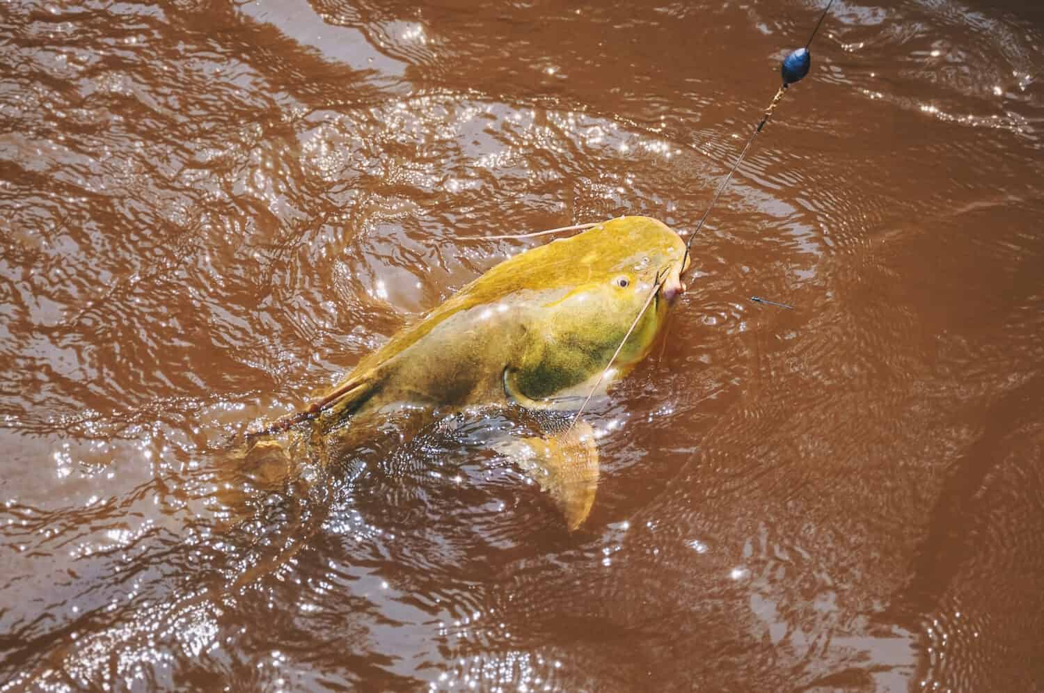 Jau fish hooked by a fisherman on the water surface. Photo taken at the Brazilian Pantanal of Mato Grosso do Sul state. Paraguai river, Corumba MS, Brazil.