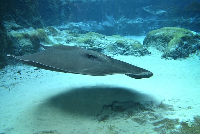 Mekong river giant freshwater stingray gliding through sandy water, selective focus.