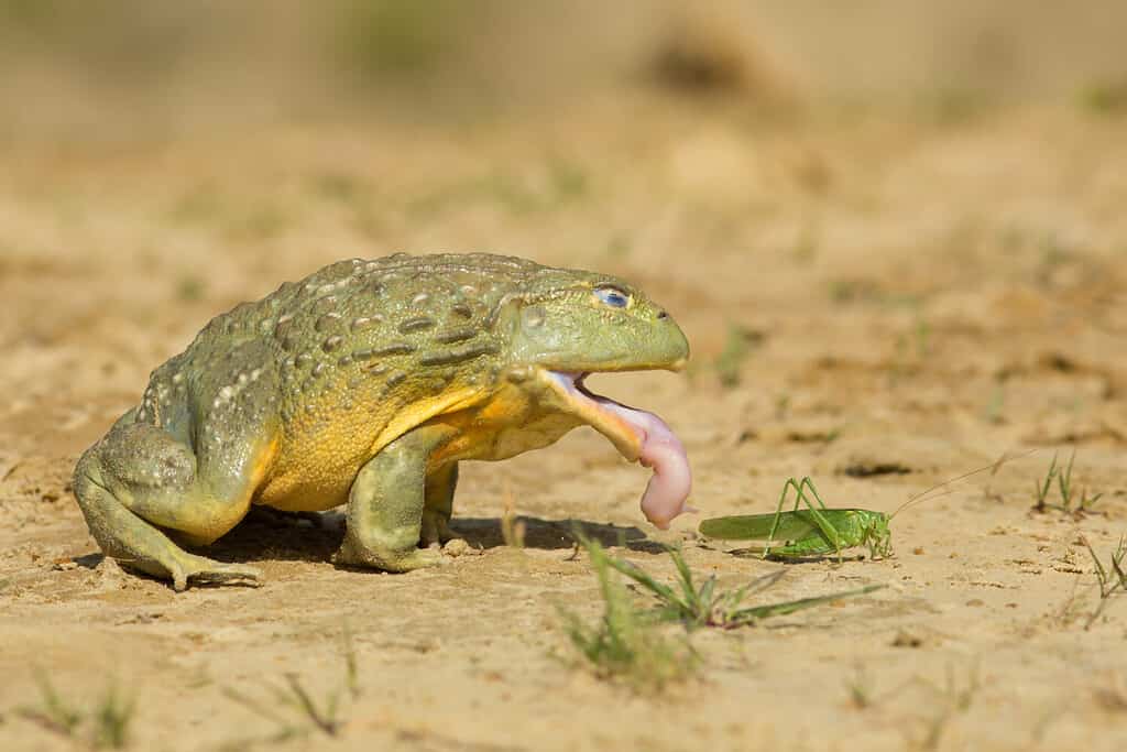 African Bullfrog Preparing to Eat