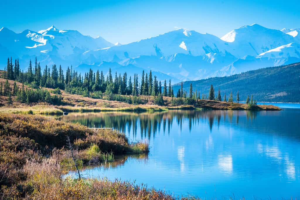 Denali National Park and Wonder lake with Mountain Background