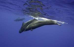Pilot Whales: Habitat, Predators, Diet, and More! Picture