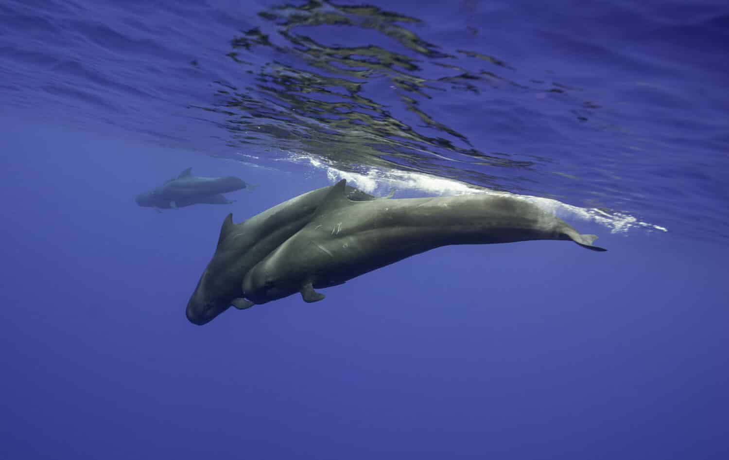 Pod of short fin pilot whales swimming near the surface, north western Mauritius.