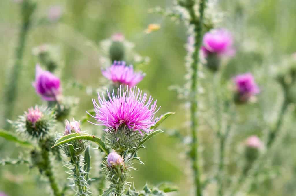 Cirsium vulgare, Spear thistle, Bull thistle, Common thistle, short lived thistle plant with spine tipped winged stems and leaves, pink purple flower heads, surrounded by spiny br.