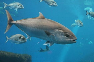 See How This Tuna Looks Scarily Similar to a Great White Shark Picture