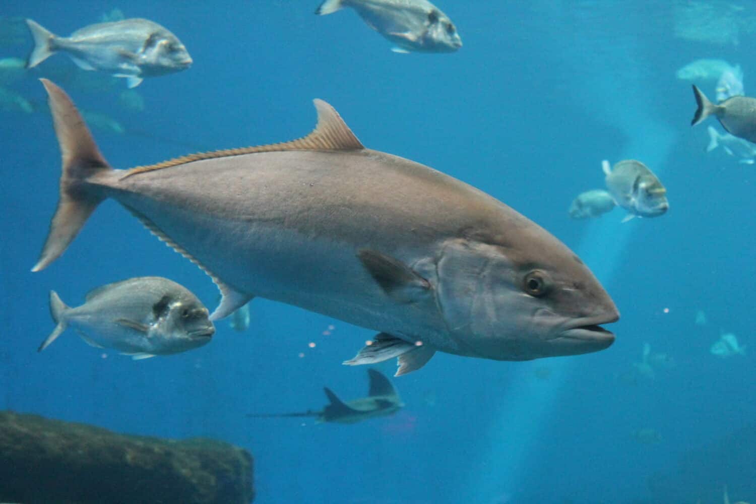 tuna fish swimming in ocean underwater known as bluefin tuna, Atlantic bluefin tuna (Thunnus thynnus) , northern bluefin tuna, giant bluefin or tunny - stock photo, stock photograph, image picture