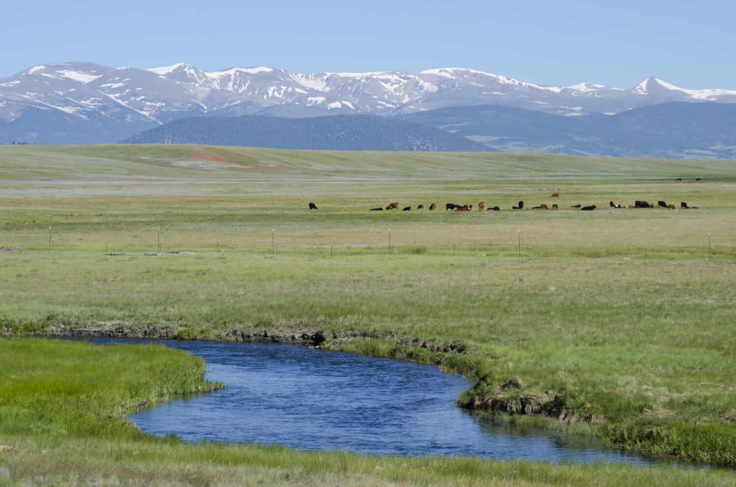 A small herd of cattle graze in the scenic landscape of South Park, Colorado with the Mosquito Range of mountains in the background and the South Platte River meandering through the foreground.