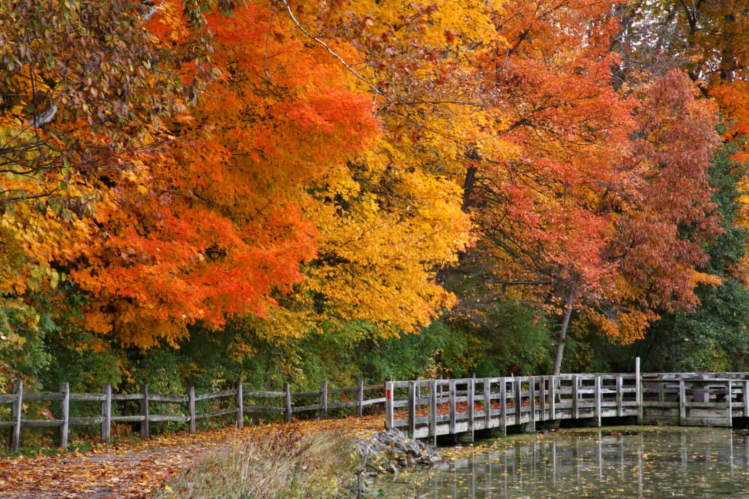 Trees Positively Ablaze With Color During Autumn In The Park, Walking Path, Fence And Pond, Sharon Woods, Southwestern Ohio