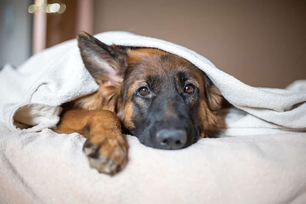 Cute German Shepherd in a blanket on bed. Lovely dog in home. Slow living