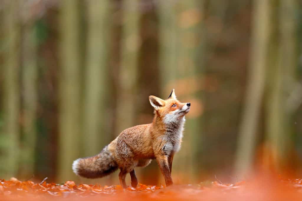Cute Red Fox, Vulpes vulpes in fall forest. Beautiful animal in the nature habitat. Wildlife scene from the wild nature. Red fox running in orange autumn leaves.
