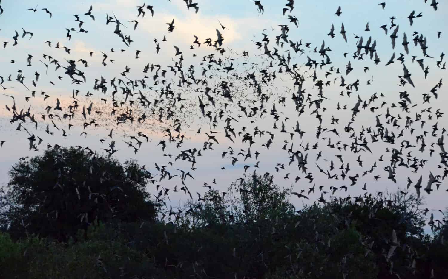 Mexican Free-tailed bats emerging from a cave in central Texas.