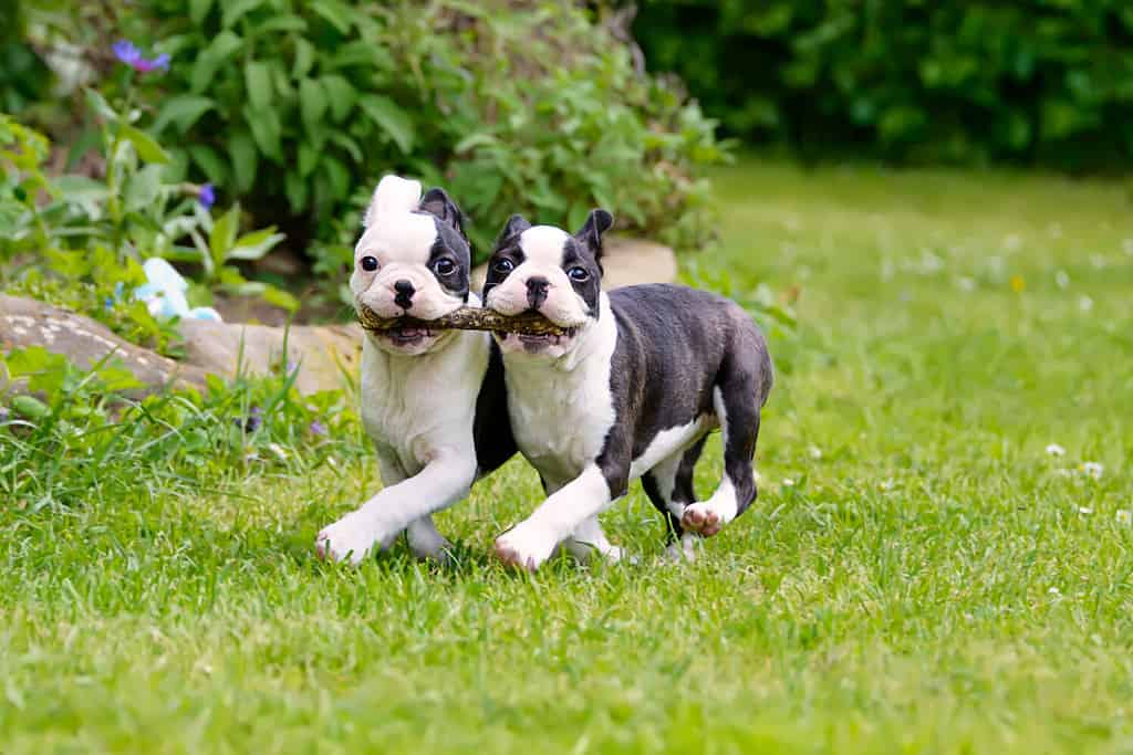 Two young Boston Terrier dogs, also called Boston Bulls, puppies, black with white markings, running side by side, carrying a stick together.