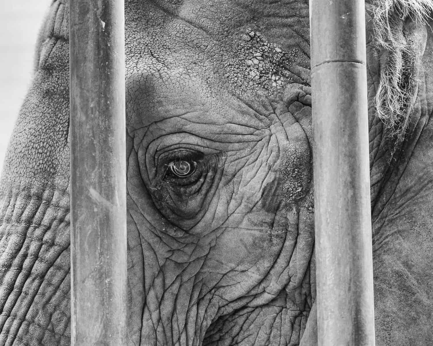 A black and white elephant head through the bars of a zoo cage.