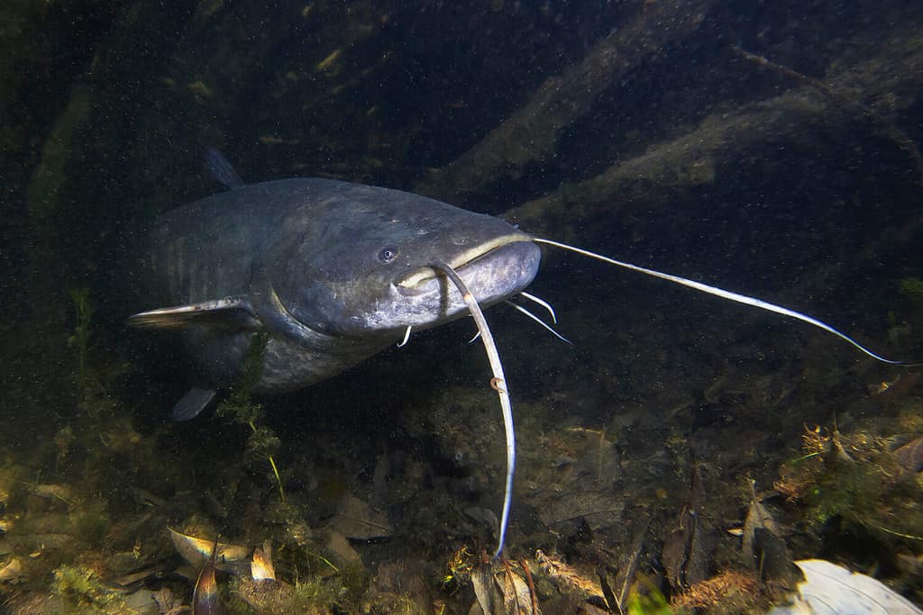 Discover 10 Types of Catfish Ranked by Size - A-Z Animals