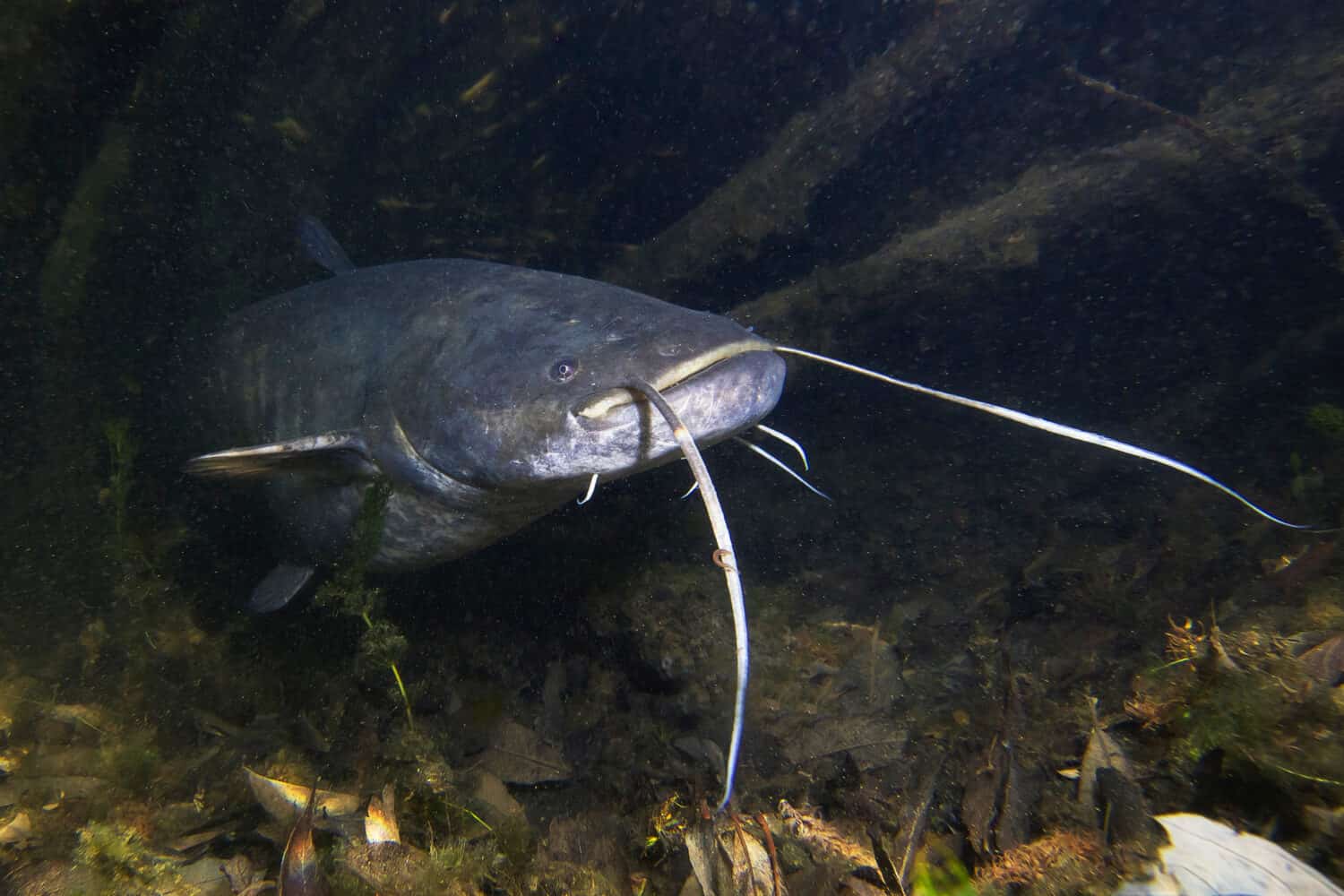 Freshwater fish European Catfish (Silurus glanis) in the beautiful clean river. Underwater shot of the catfish. Wild life animal. Catfish in the nature habitat with nice background. Live in the lake.