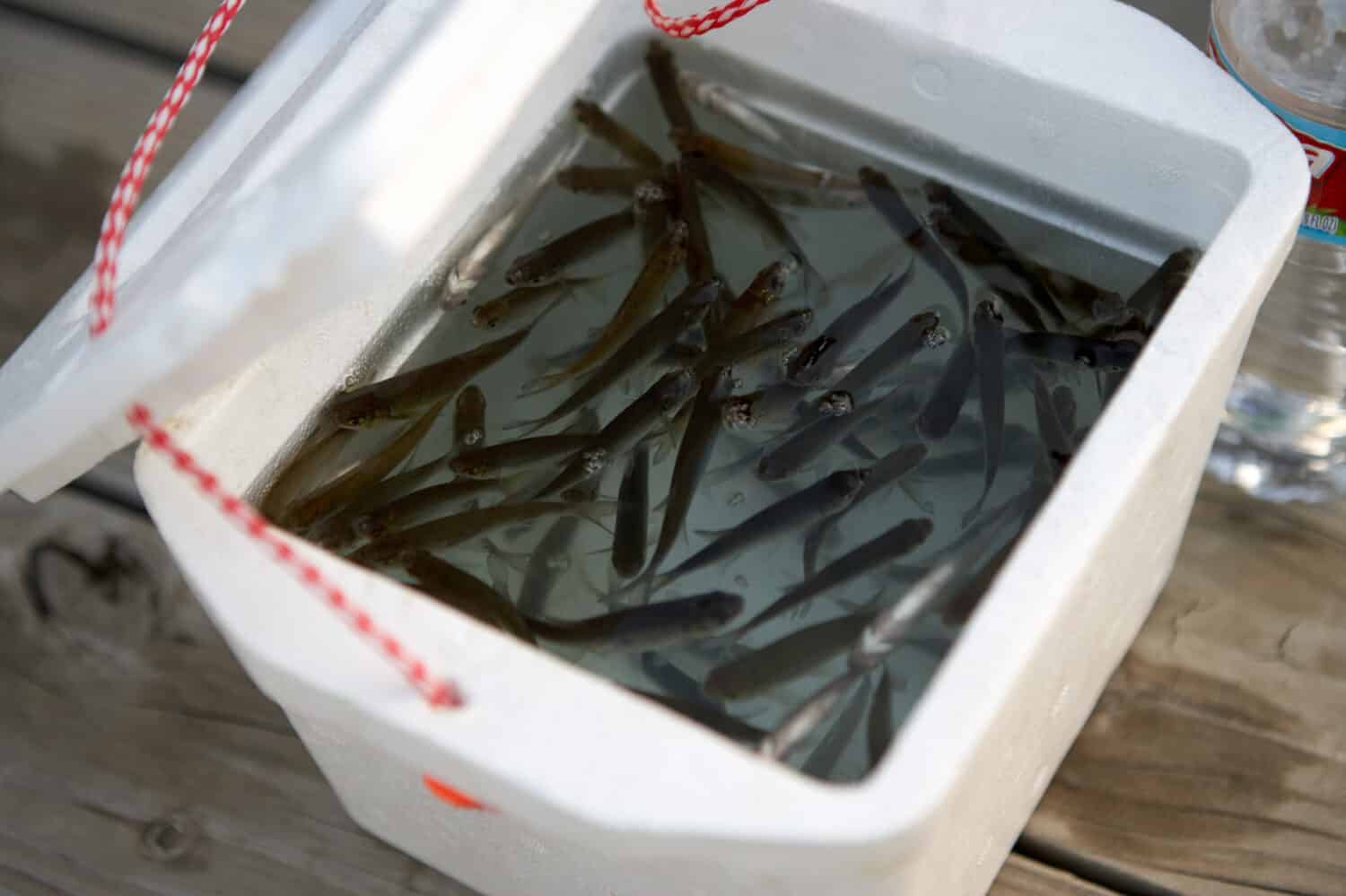 Small minnows swimming in a polystyrene box on wooden planking ready to use as bait for freshwater fishing
