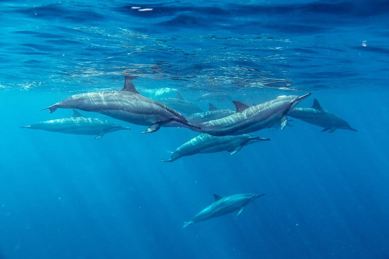 Spinner Dolphins Mauritius Indian Ocean Summer Stenella longirostris