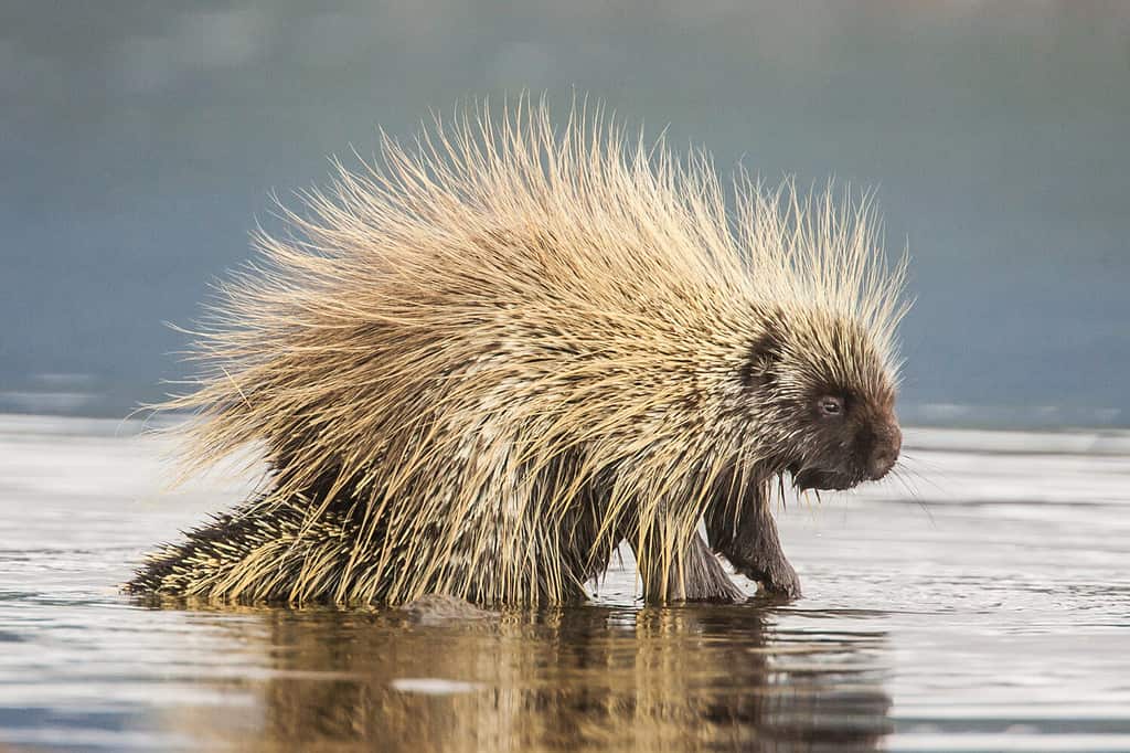 North American Porcupine Erethizon dorsatum in water in Teslin, Yukon, Canada