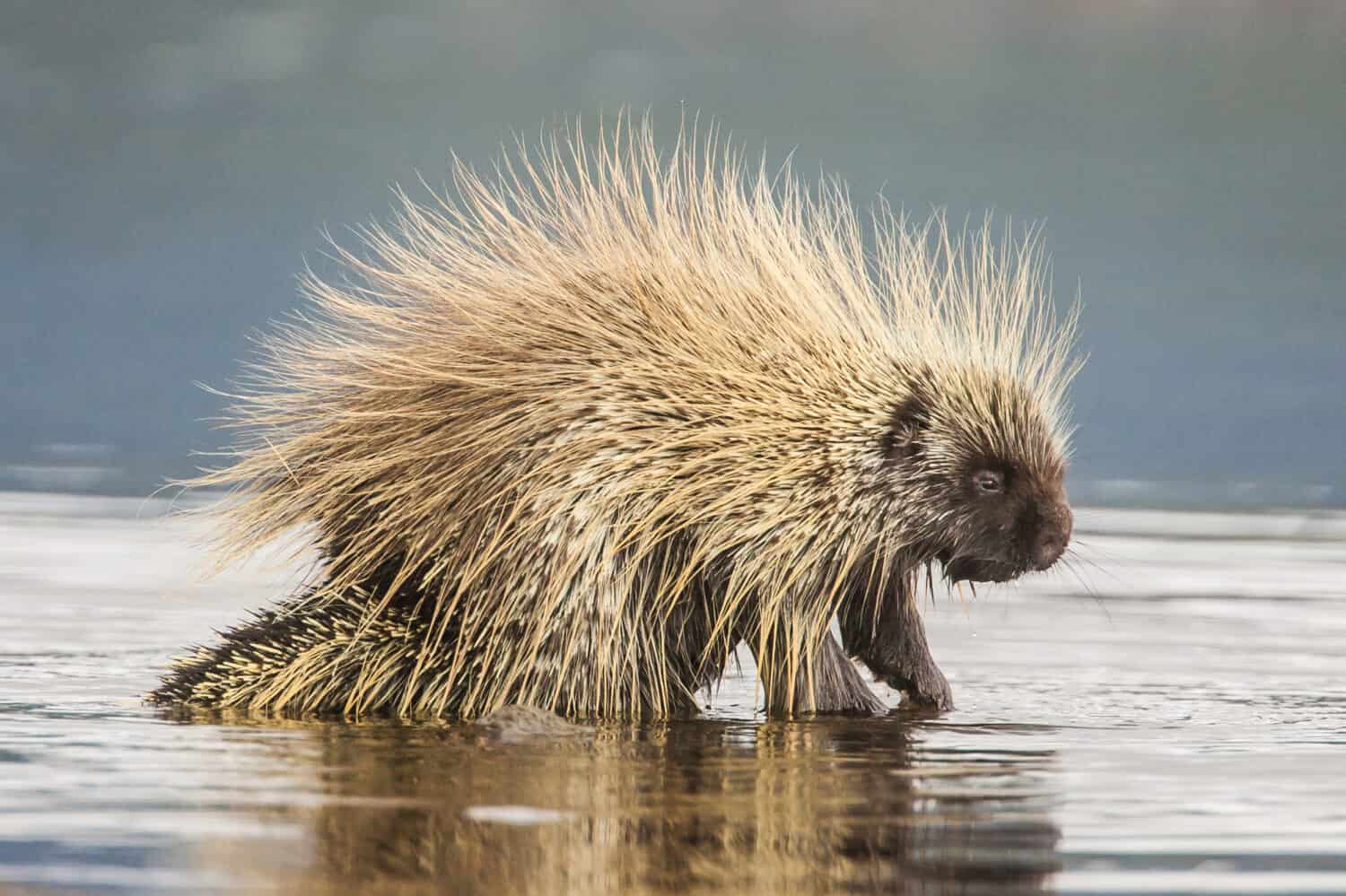 Harmless wild animal in Canada: North American Porcupine Erethizon dorsatum in water in Teslin, Yukon, Canada