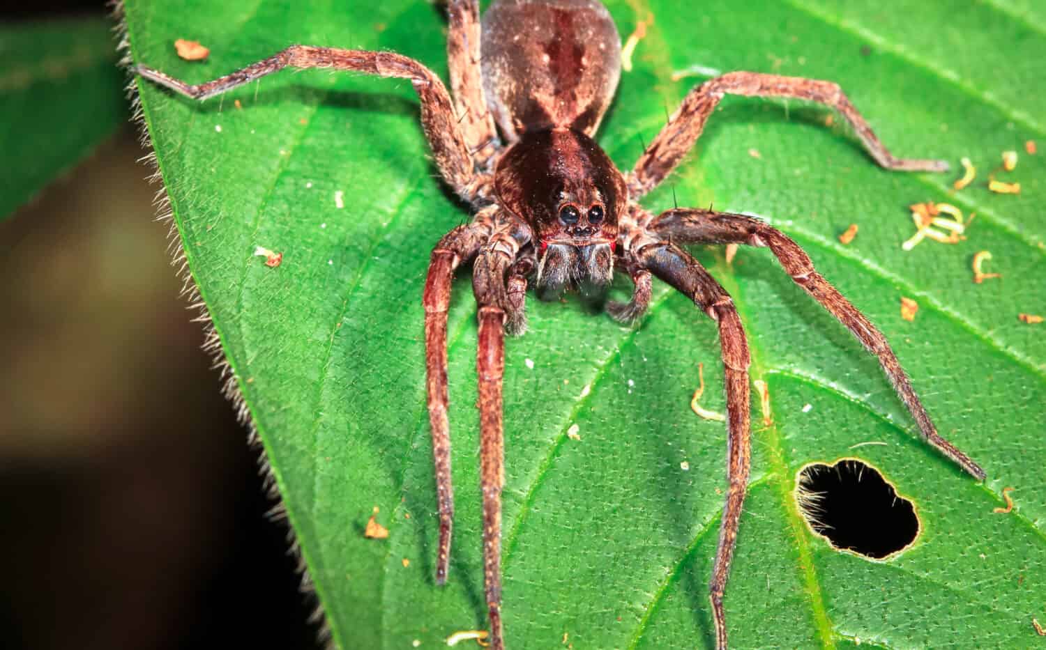 A wander spider (Cupiennius salei) is photographed up close at night in Belize.