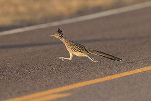 Watch a Roadrunner Bob and Weave Through the Lunges of a Feisty Snake Picture