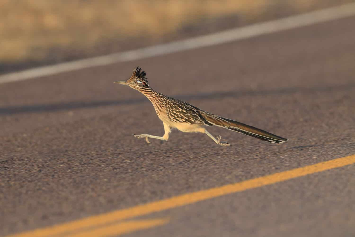 Roadrunner Bosque del Apache wildlife refuge in New Mexico.