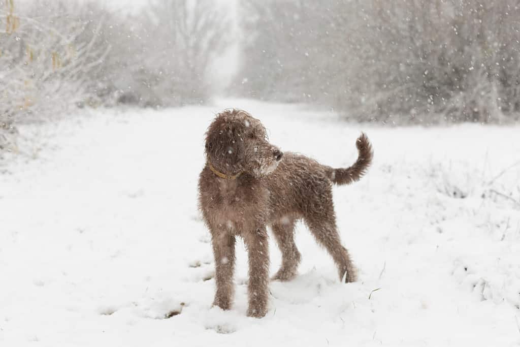Labradoodle Colors Rarest to Most Common AZ Animals