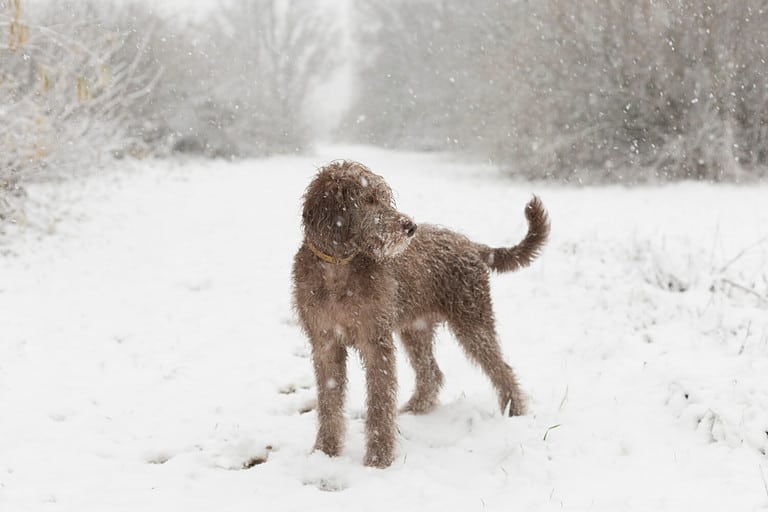 Labradoodle, 5 months, snow