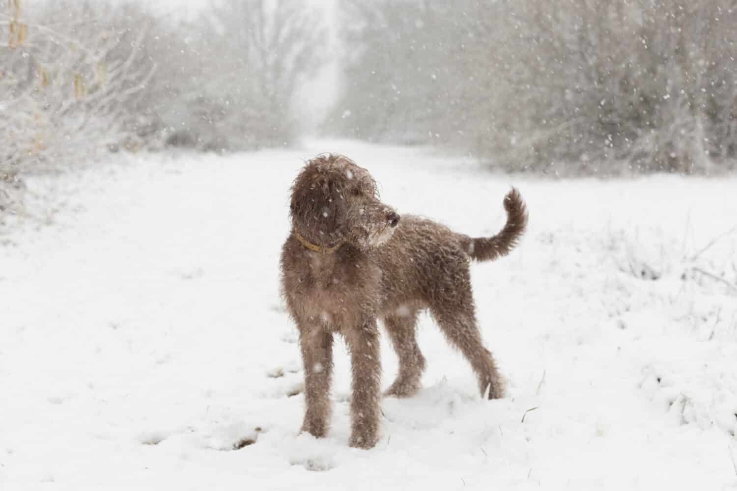 Labradoodle, 5 months, snow