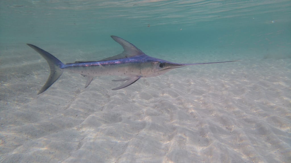 Swordfish on the beach