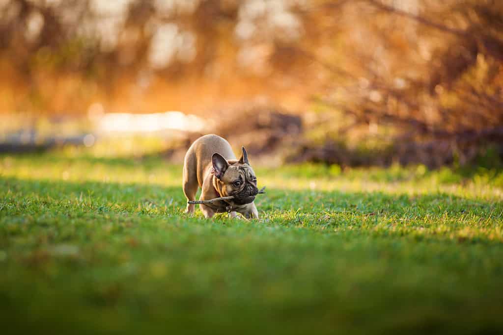 Adoreable Nine Months Old Purebred French Bulldog at Park playing with stick, shots using rare lens with extreme shallow depth of field