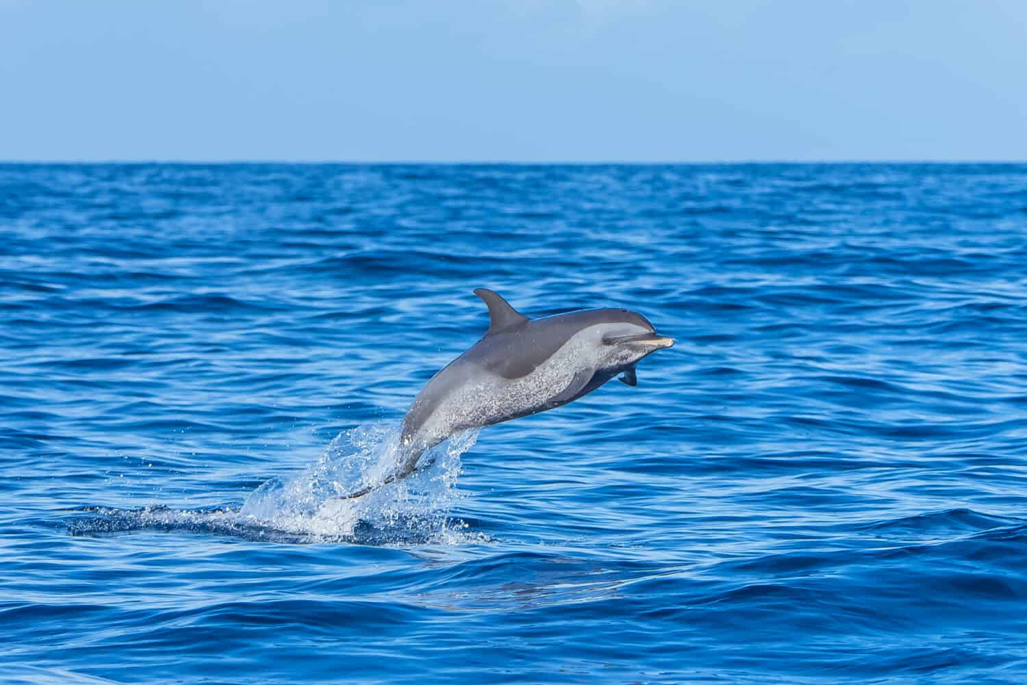 Pan tropical spotted dolphin, dolphin jumping in blue sea
