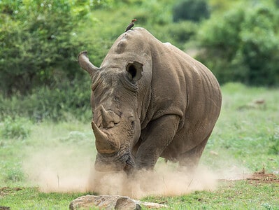 A Huge Rhino With Two and a Half Foot Horn Charges and Attacks a Car!