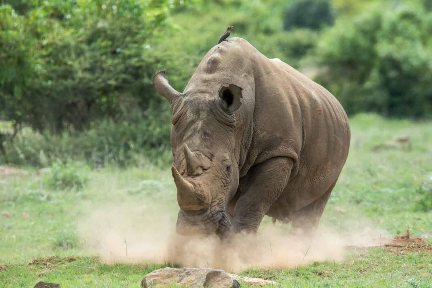 A massive rhino charging because he feel threatened